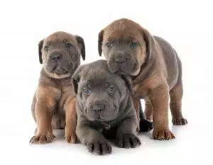 How Much Do Dogs Cost to Own?