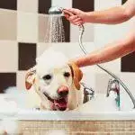 How Often Should You Wash Your Dog?