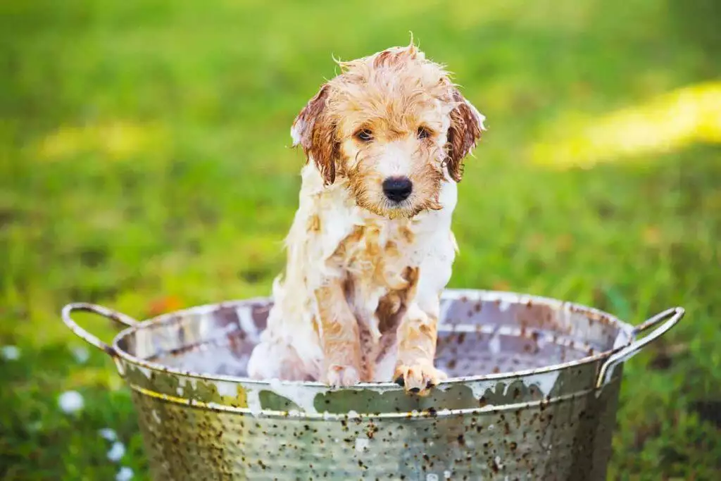 how to wash a dog