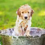 How To Wash A Dog Without A Bath