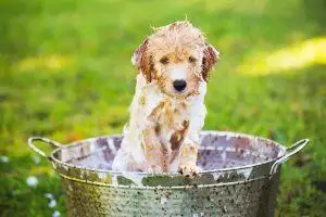 How To Wash A Dog Without A Bath