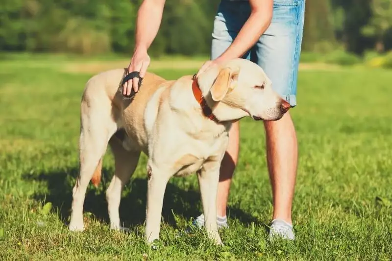 grooming a dog's hair