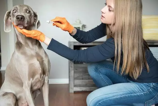 introducing a dog to a toothbrush