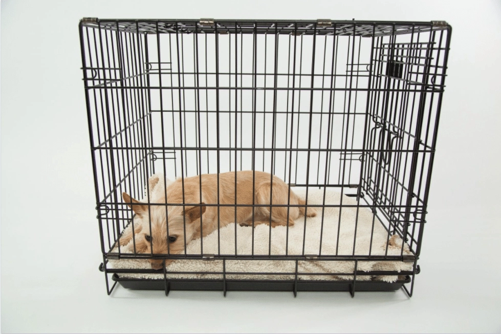 how to crate train dogs