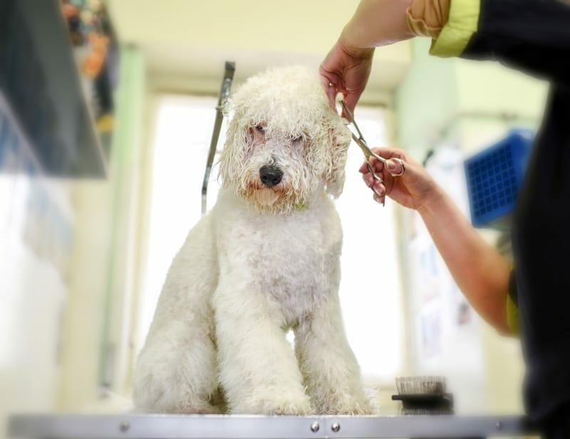 How To Groom Your Dog At Home Petz