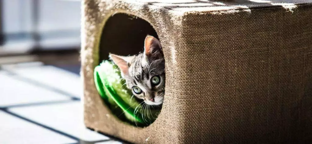 how to get a cat used to a new bed sleeping