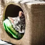 How To Get Your Cat Used To A New Bed