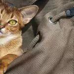 Training Your Cat To Use A Cat Backpack