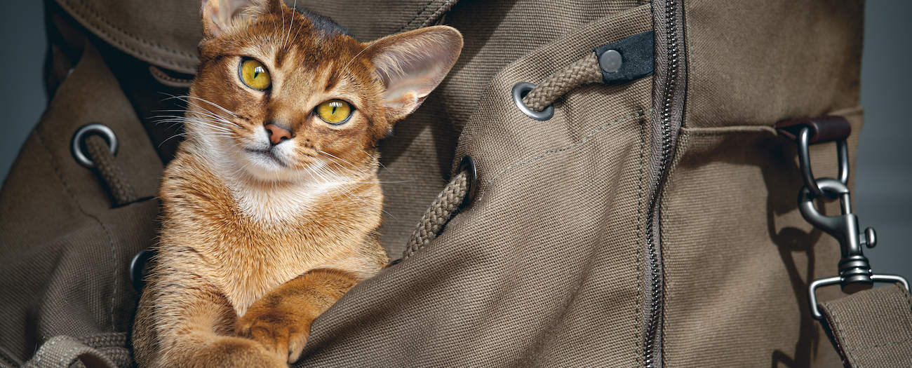 Training Your Cat To Use A Cat Backpack Petz