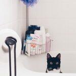 How And When To Give Your Cat A Bath