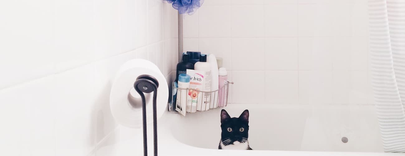 How And When To Give Your Cat A Bath Petz