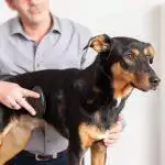 How To Groom Your Dog At Home