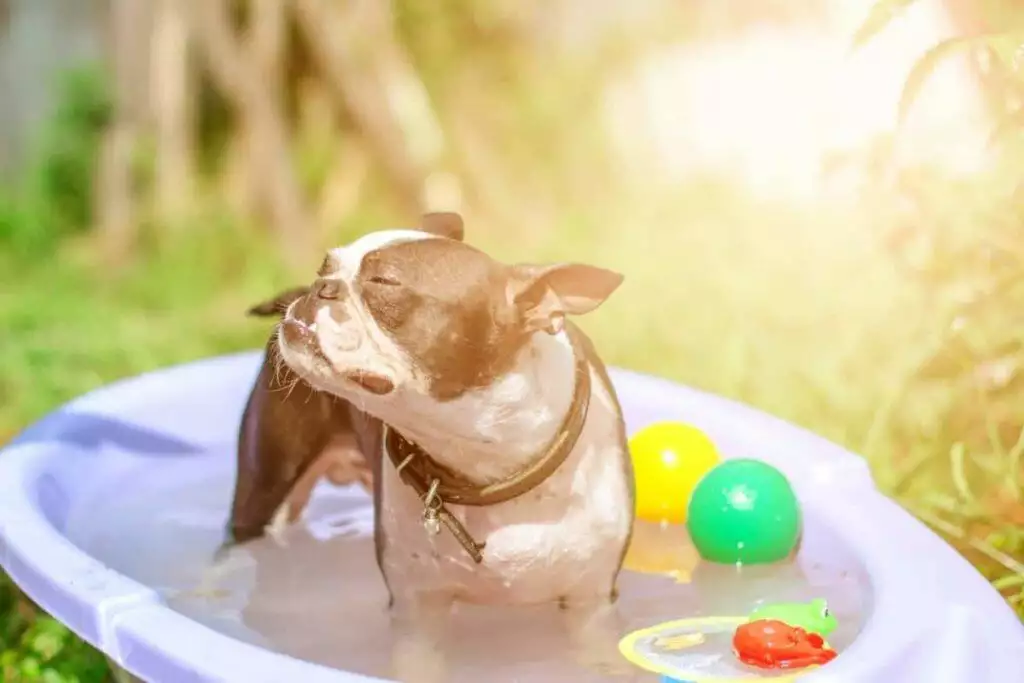 how to cool pets down in hot weather