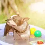 How To Keep Pets Cool In Hot Weather