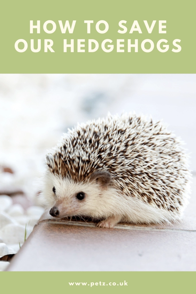 How to save our hedgehogs