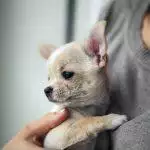 How To Socialise A Puppy