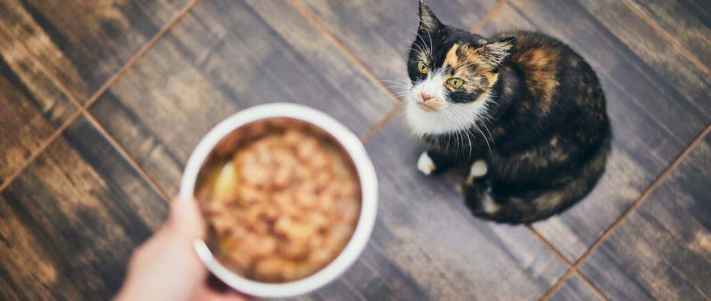 how to stop your cat being fed in other homes neighbours