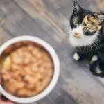 How Cats Being Fed Elsewhere Can Be a Problem