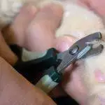How To Trim A Cat’s Claws