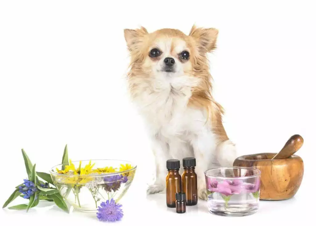 is cbd oil legal for dogs and cats