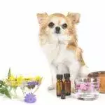 CBD Oil For Dogs & Cats: Is It Safe Or Legal?