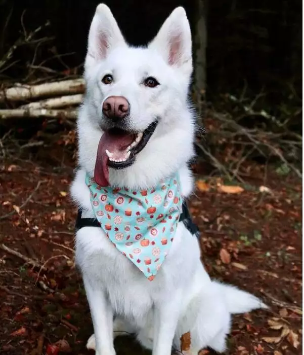 best wet nosed pup accessories