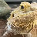 What Do Lizards Eat?