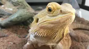 What Do Lizards Eat?