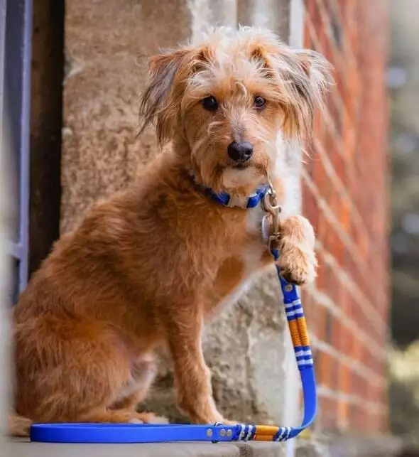 london pups best products