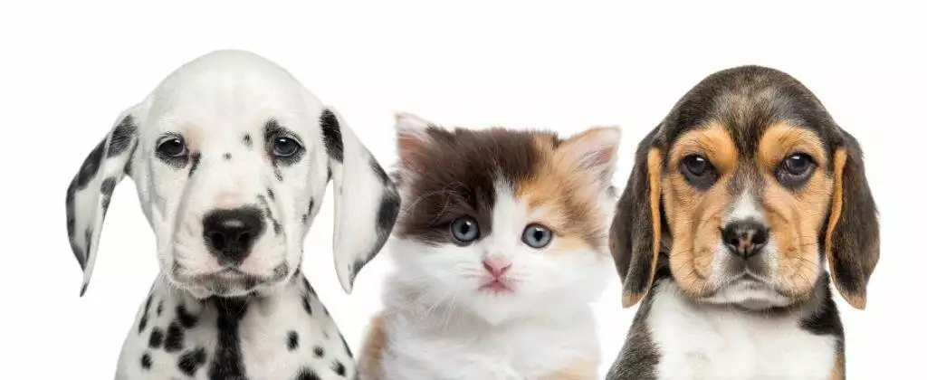 food and health guide for pets in lockdown