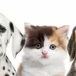 Looking After For Your Pet In Lockdown: Food and Health Guide