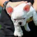 Choosing a Name For Your Puppy