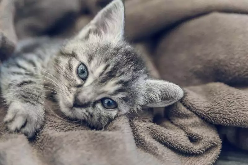 spaying kittens for lockdown