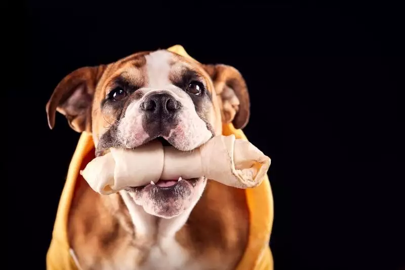 toy tidying training for dogs