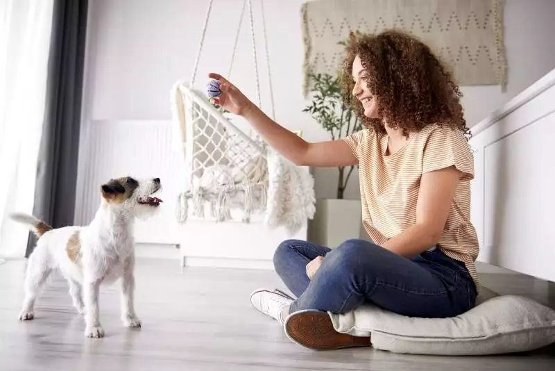 simple teicks to teach your dog