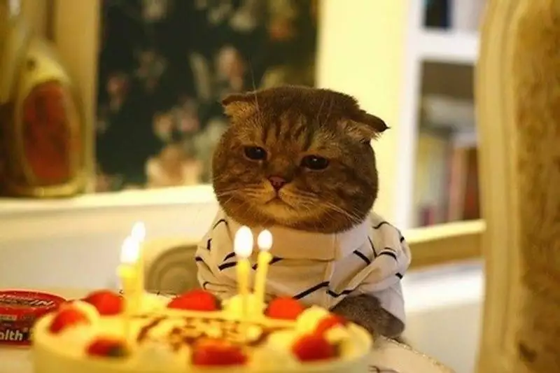 creme puff the oldest cat