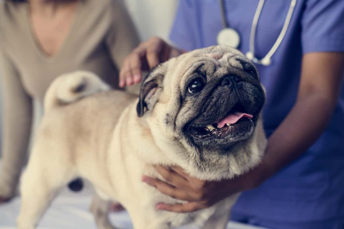 pug getting a medical check up