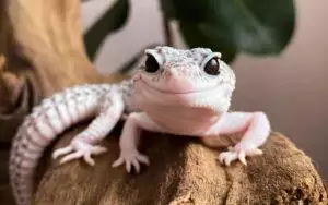 6 Best Lizards For Beginners