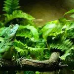 How To Set Up A Vivarium