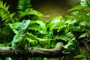 Plumed basilisk basking in terrarium