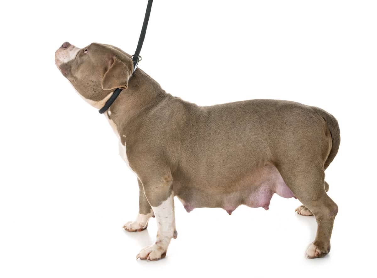 dog-pregnancy-signs-symptoms-and-care-guide-petz