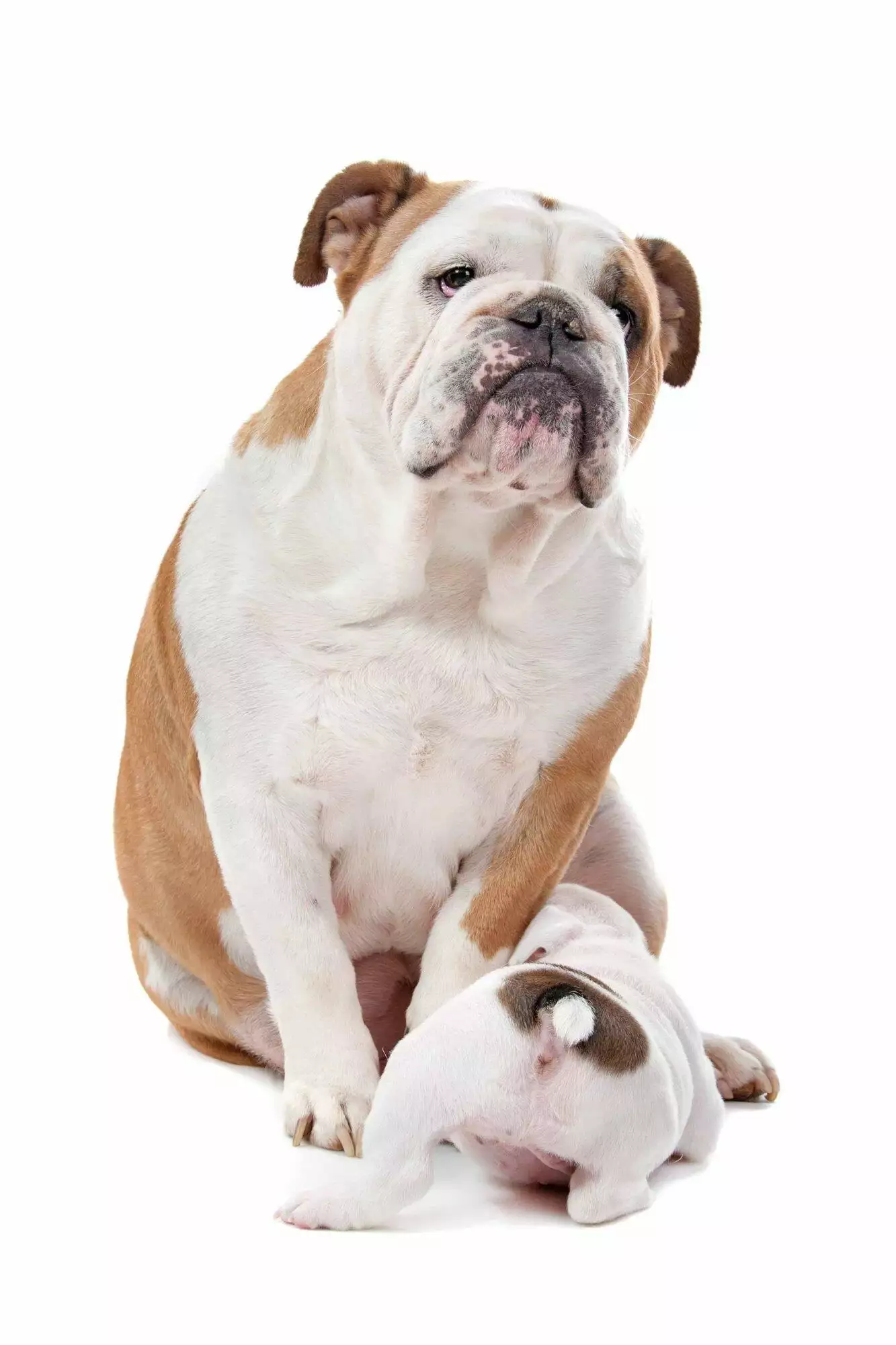 Bulldog and puppy