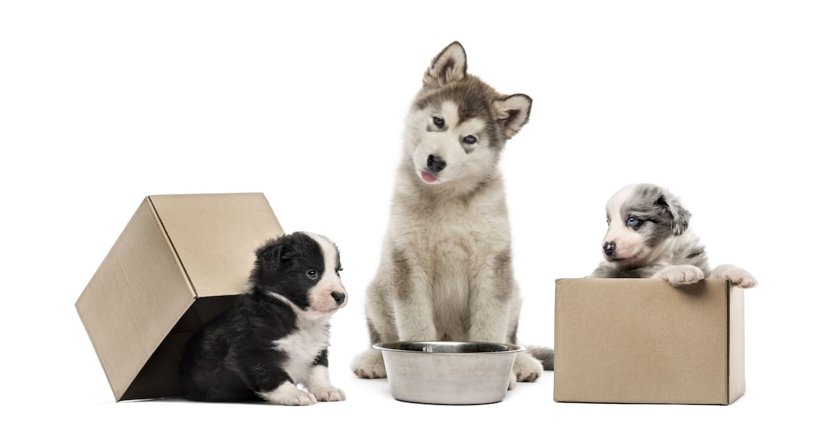 The Puppy Hub - Petz
