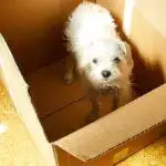 RSPCA Concerns Over A Puppy For Christmas