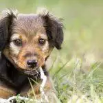 Puppy Teething Guide