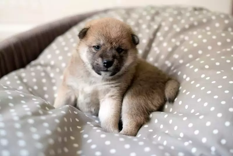 unvaccinated puppy in lockdown