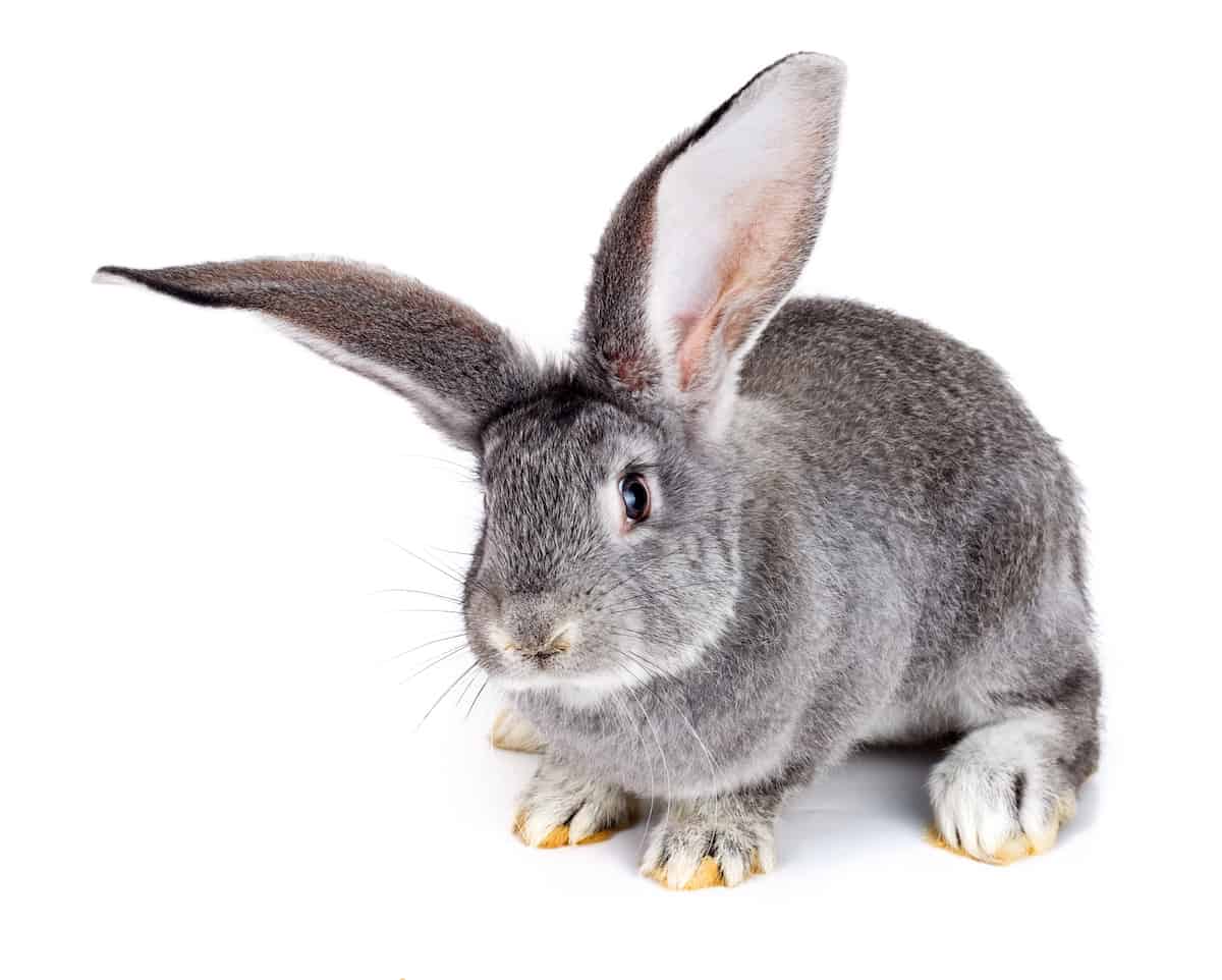 Rabbit Care Guide Petz