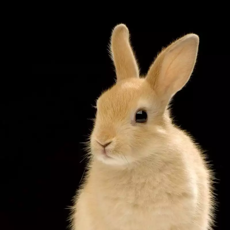 small animal shelters need donations