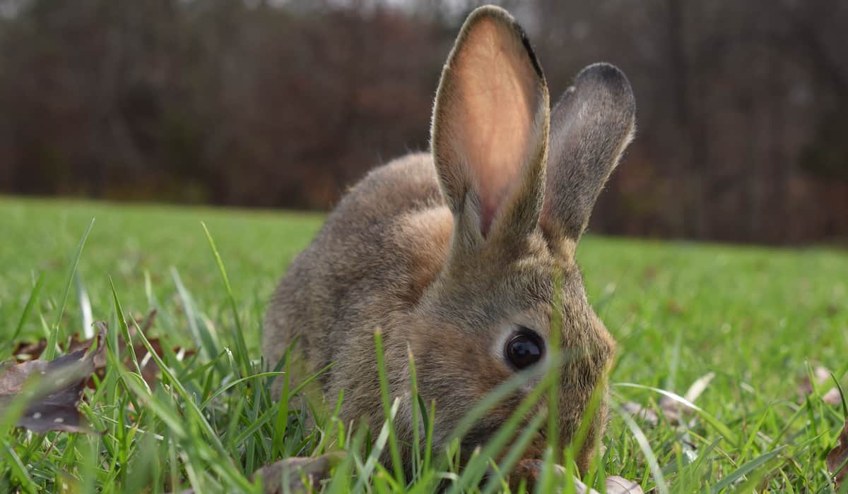 Guide to Indoor Rabbits Petz