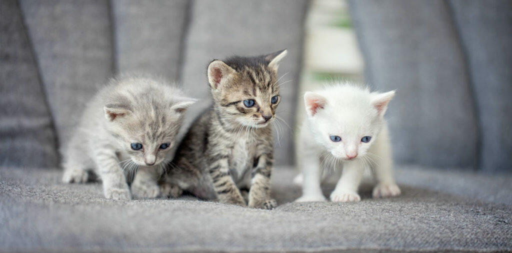 Raising and Caring for Kittens